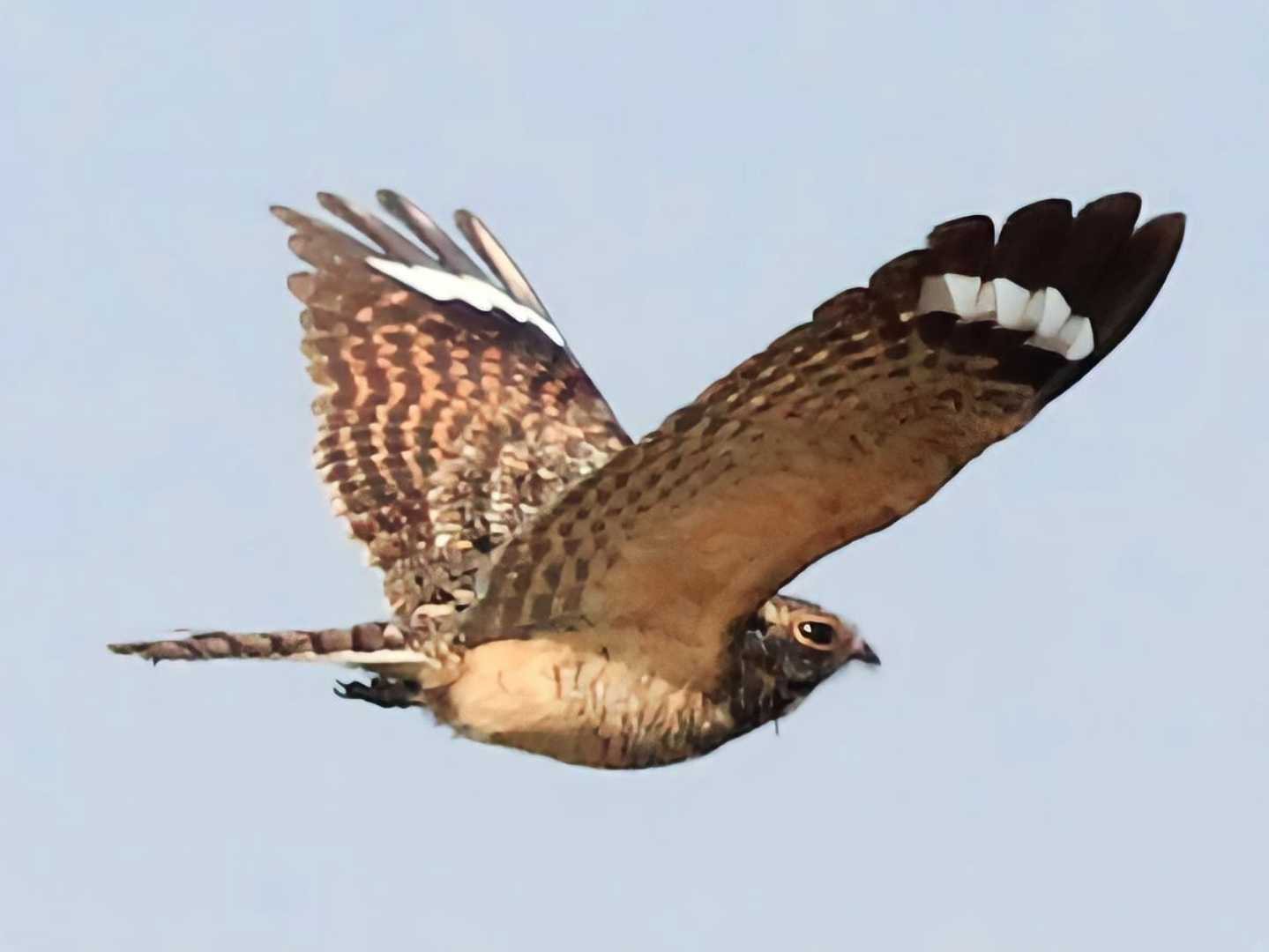 Burung Cabak kota (Caprimulgus affinis)