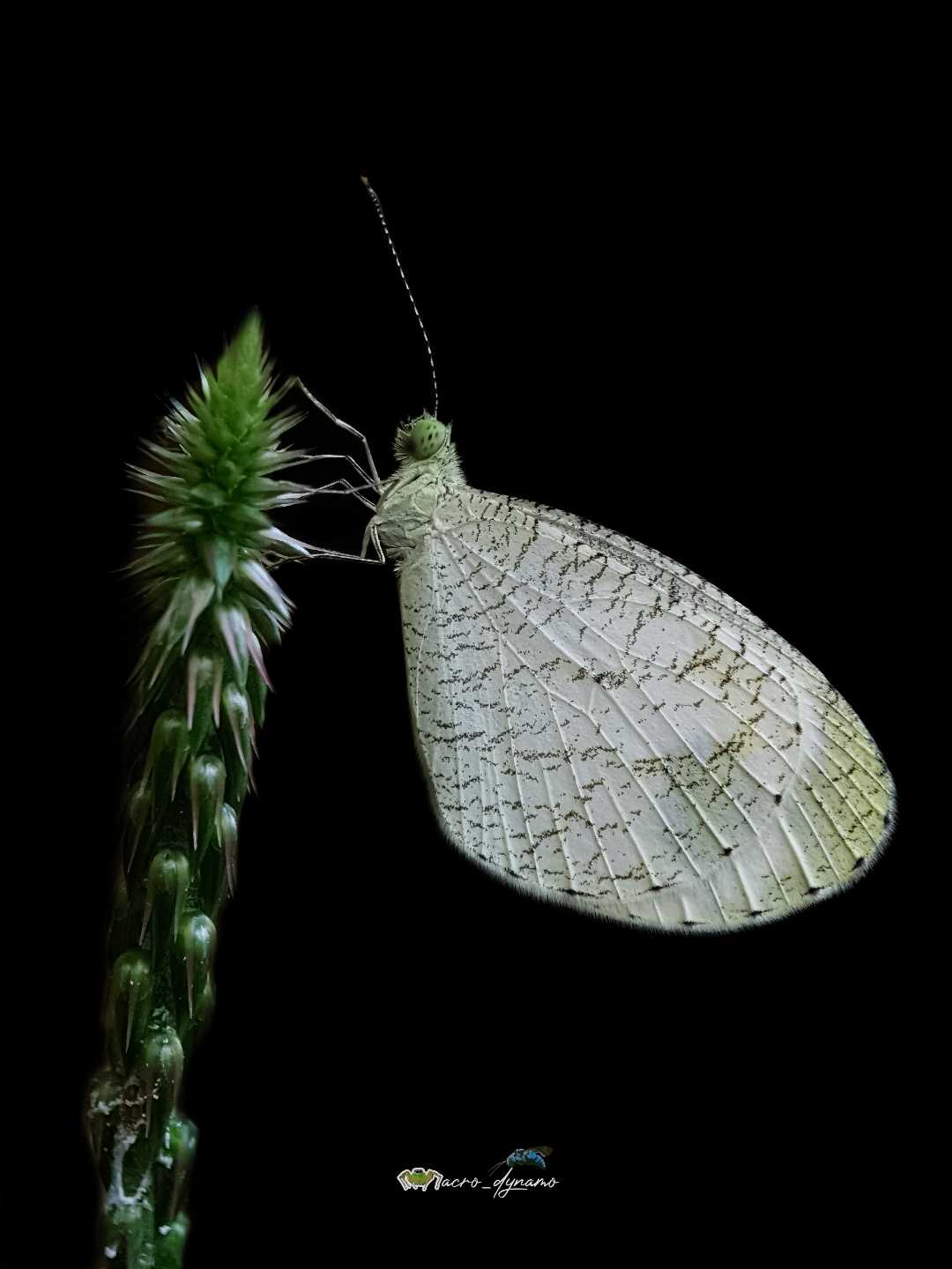 Psyc butterfly 