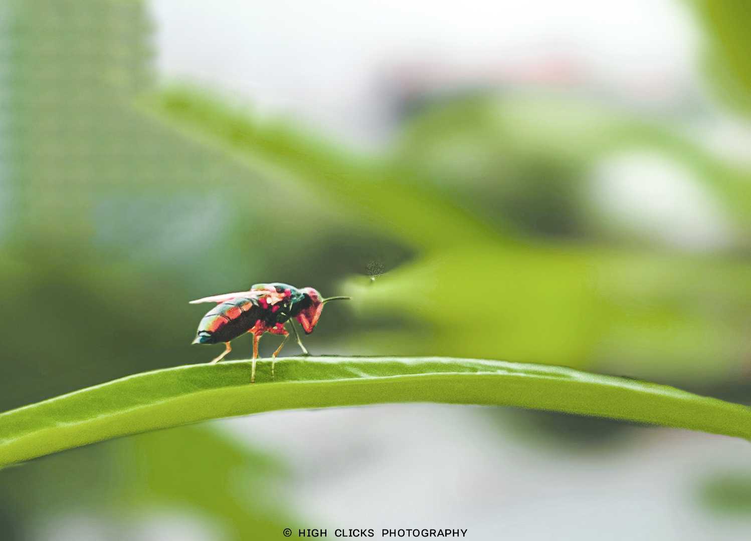 insect photography 