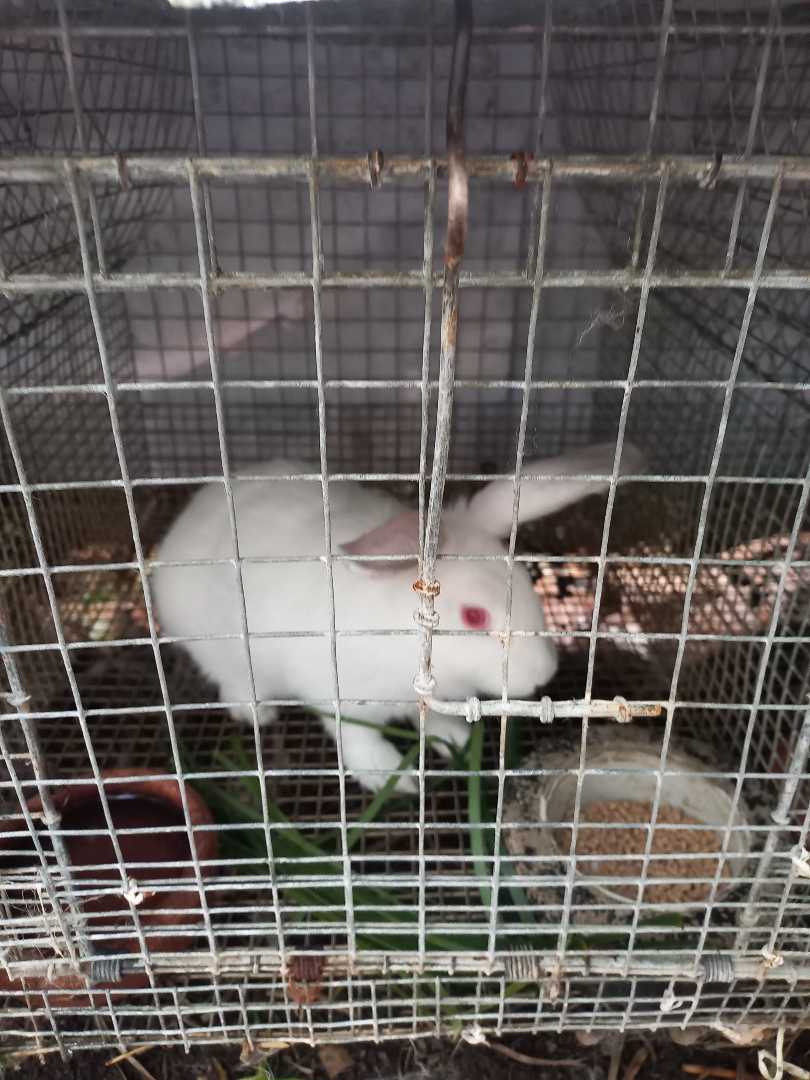 "Kuya Jezreel Rabbitry Farm"