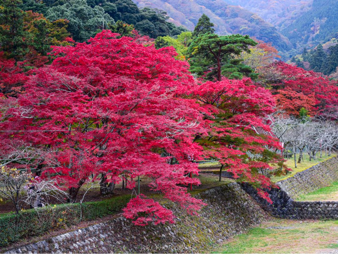 autumn