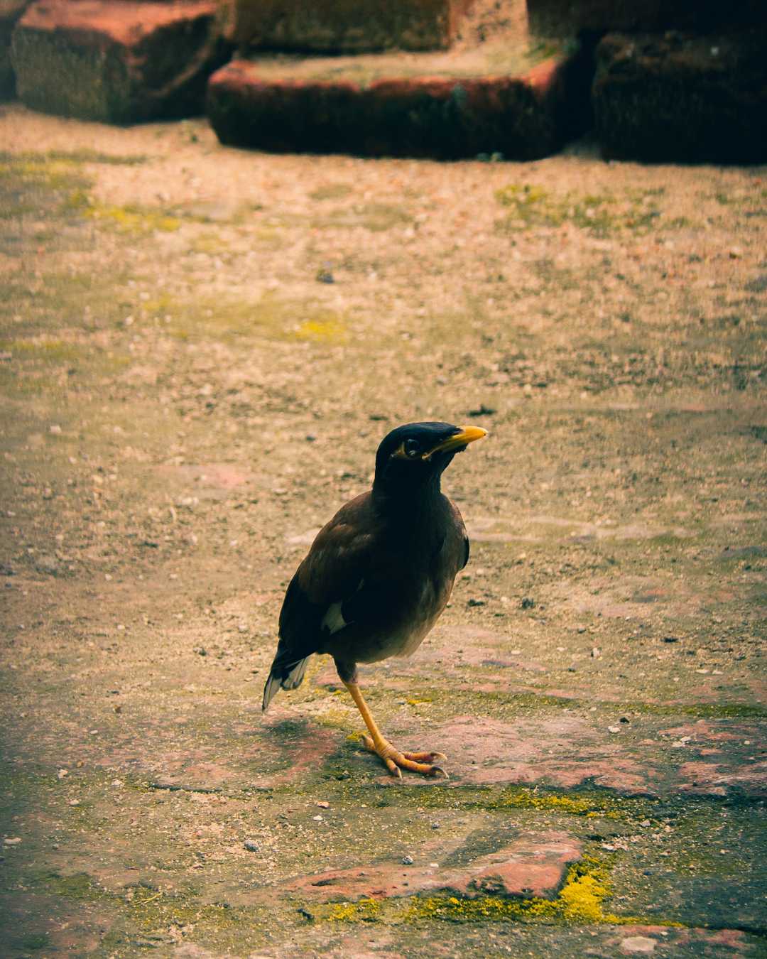 myna