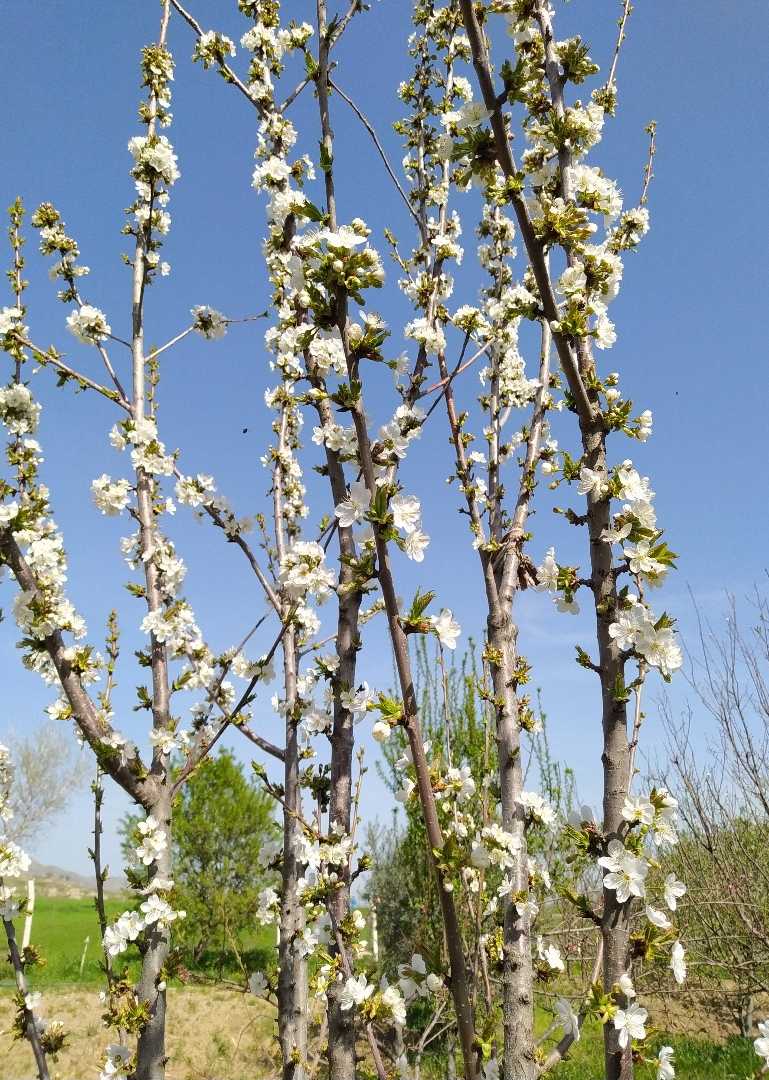 spring 🌸🌿