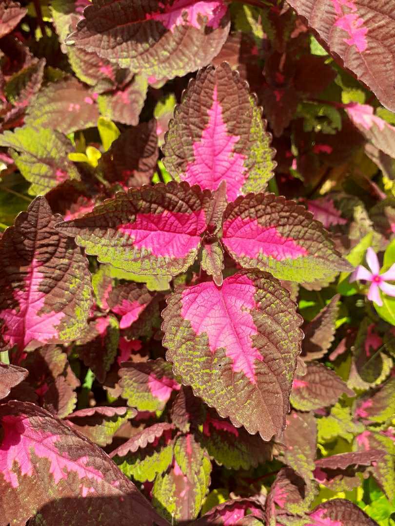 leaf plants