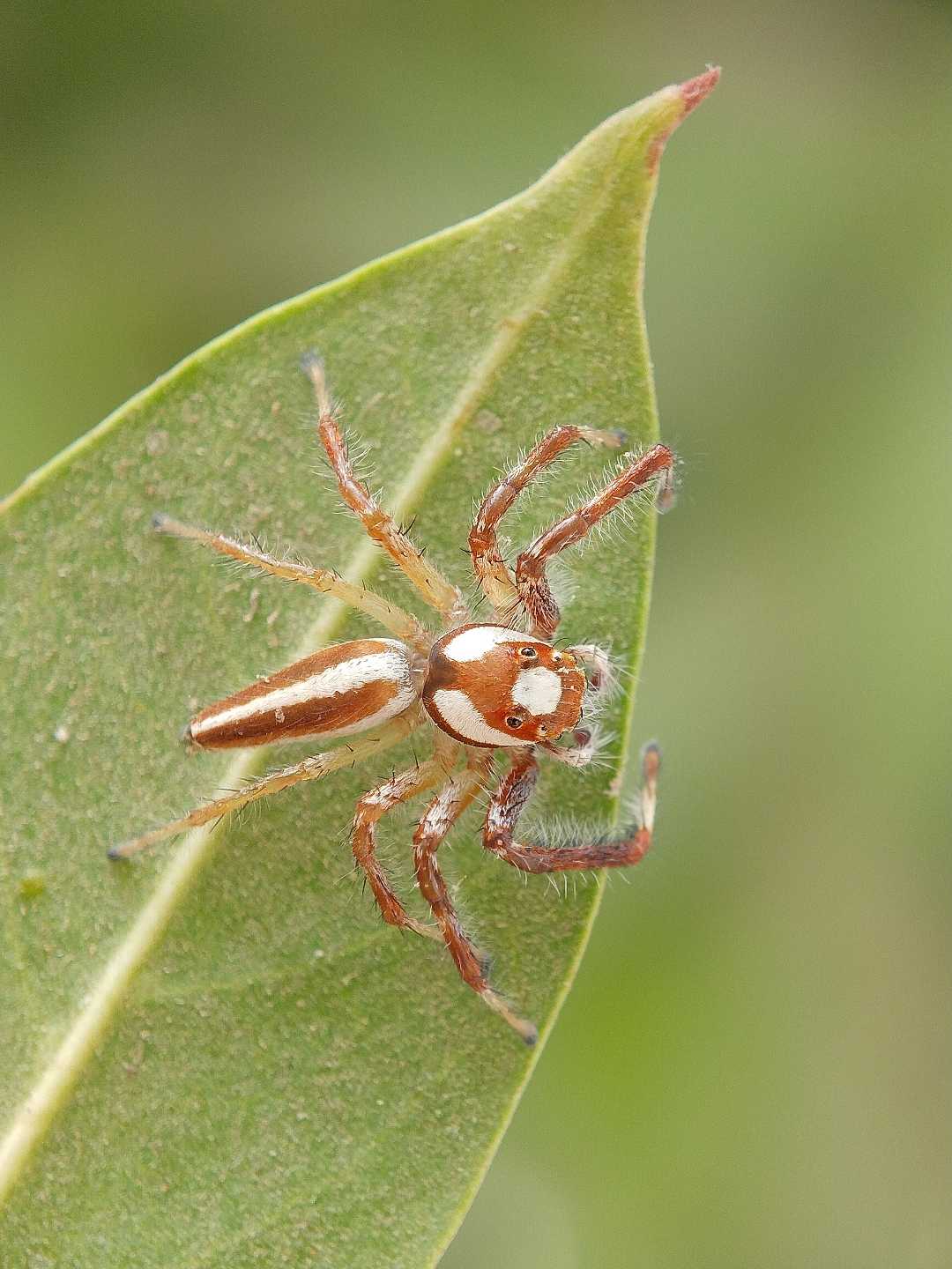 Dorsal view 