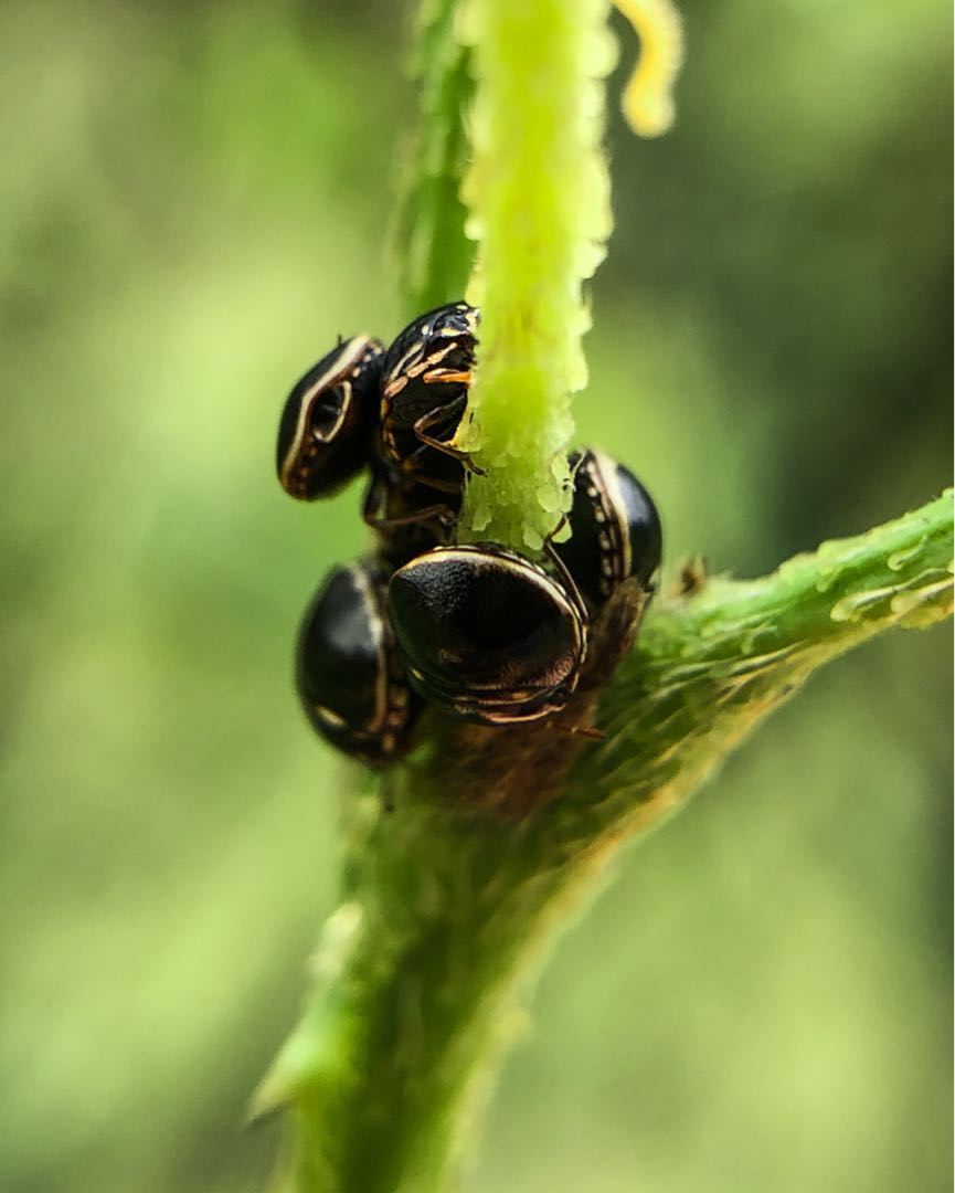 Plataspidae