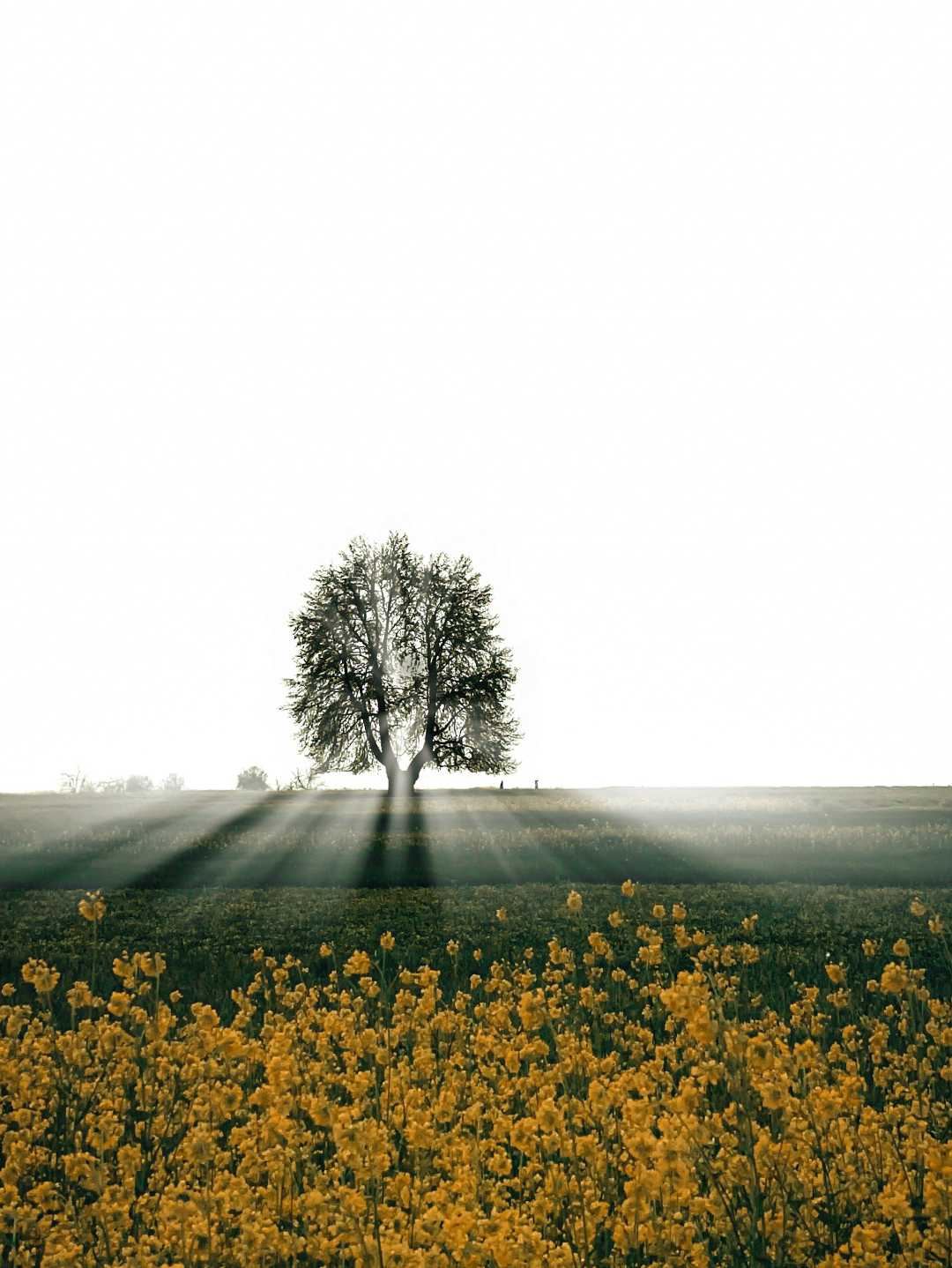 Spring Light 