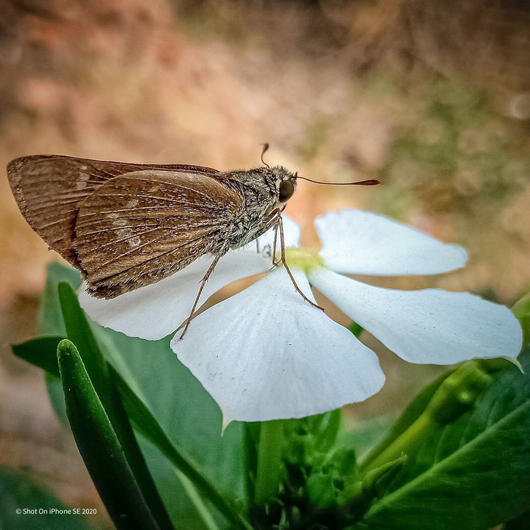 Insect 