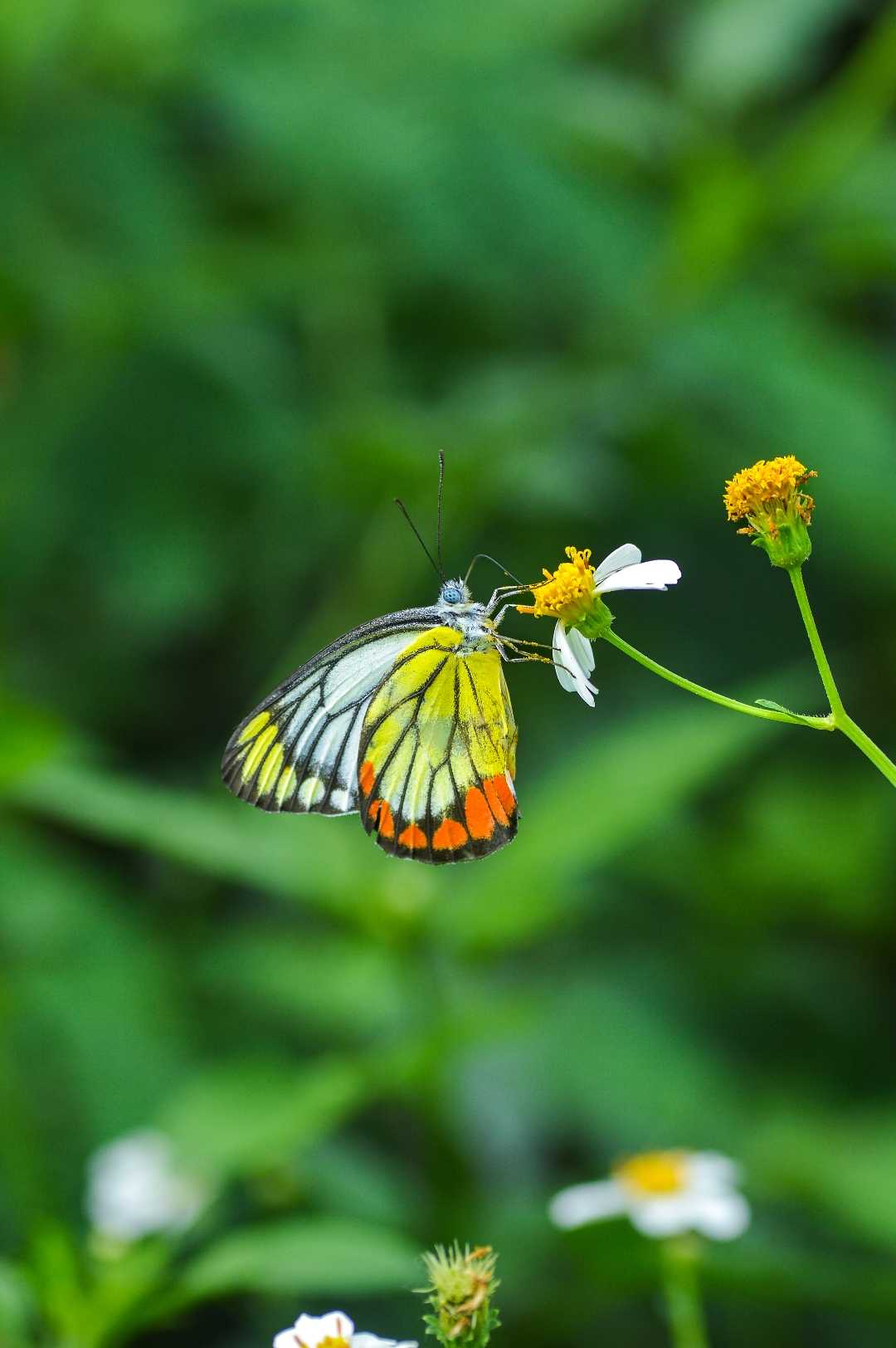 Delias Hyparete (Butterfly)