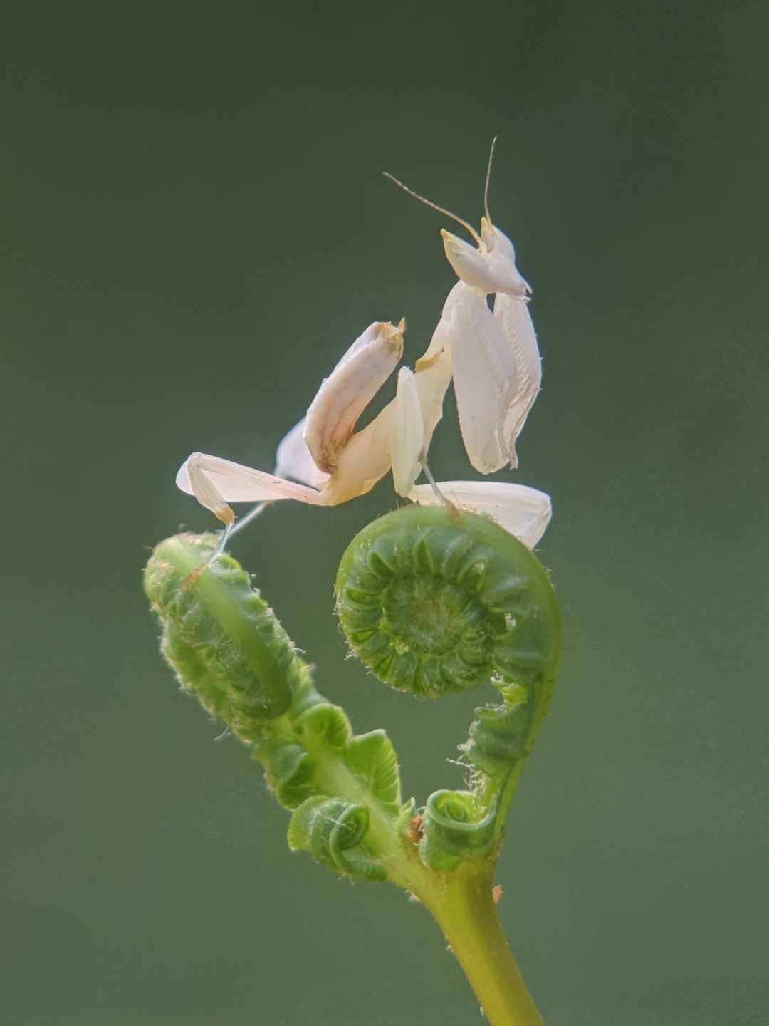 Orchid mantis 