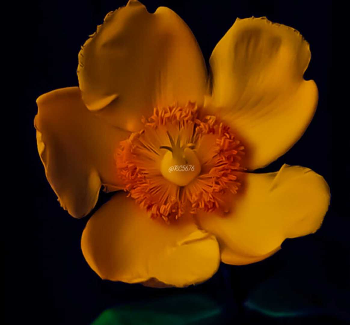 Hypericum calycinum
