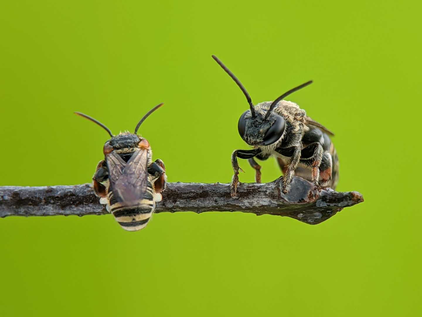 bee
