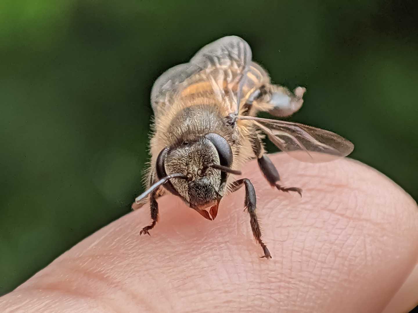 Honey bee