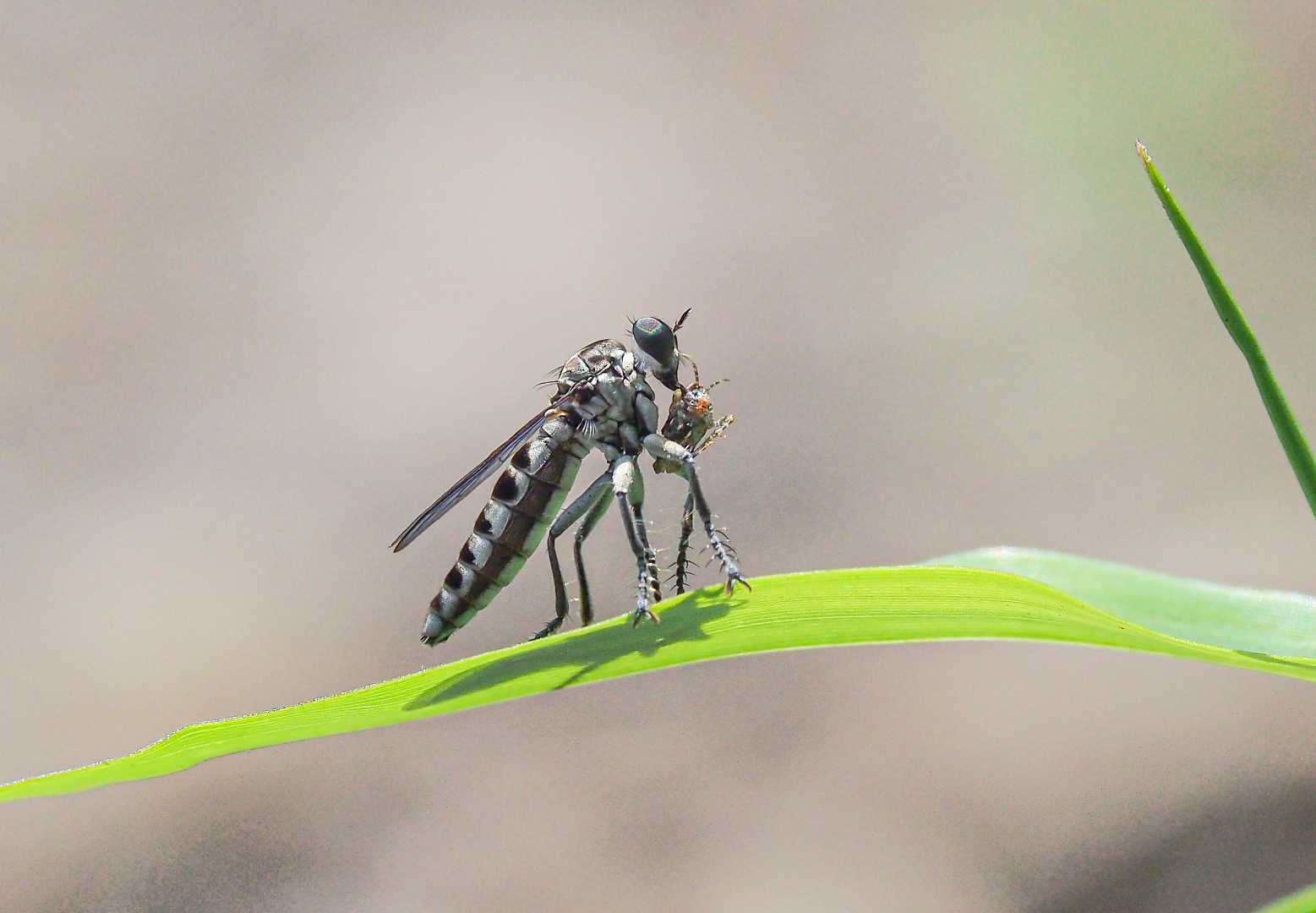 Stichopogon 