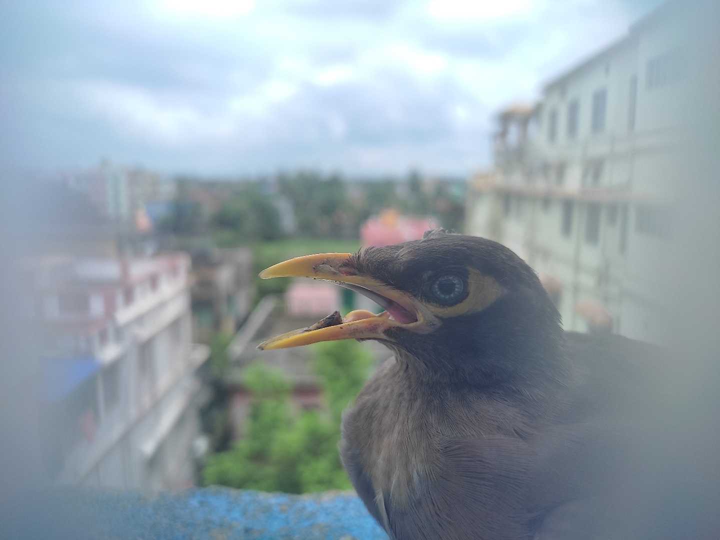 Mobile Shot