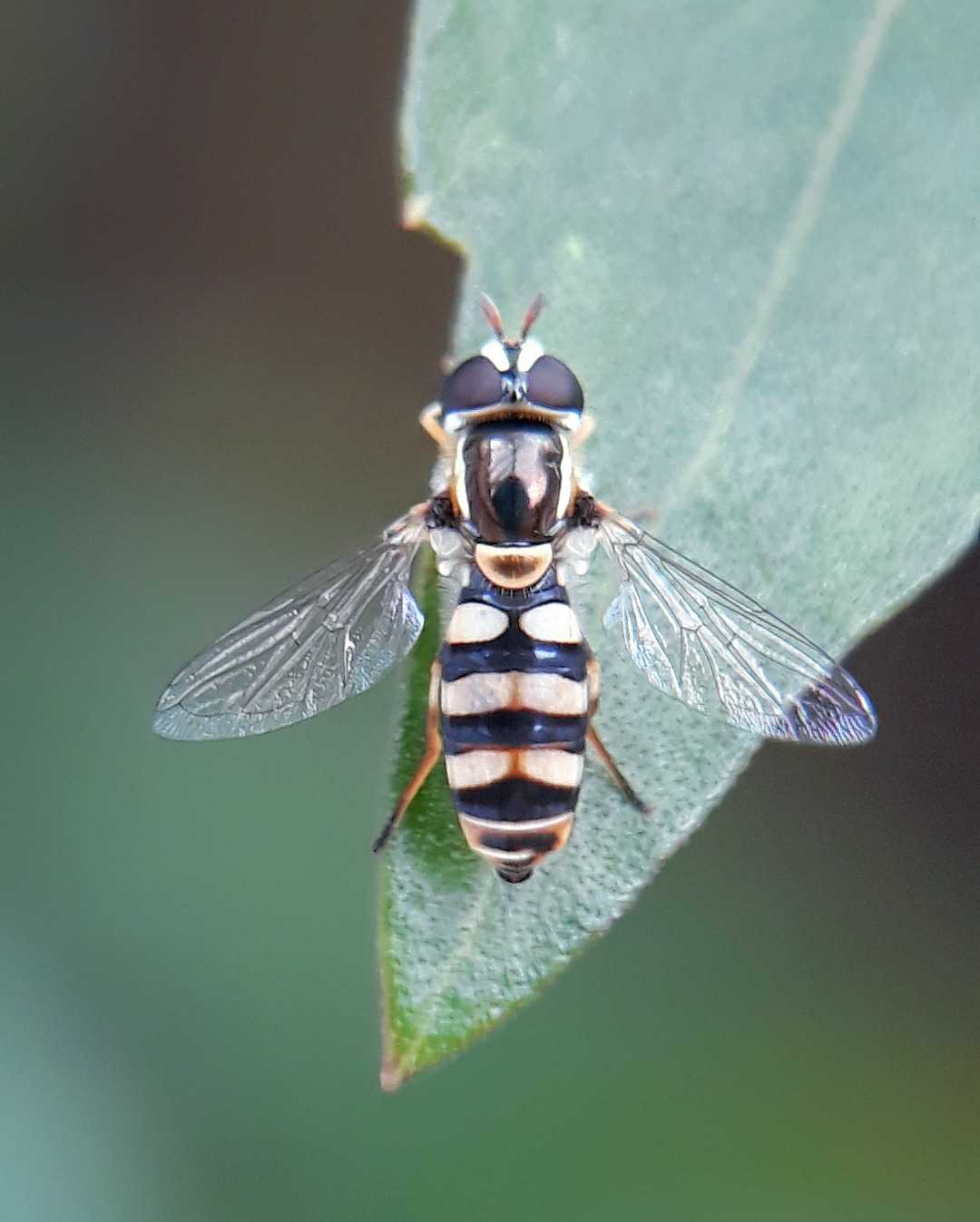 Hoverfly