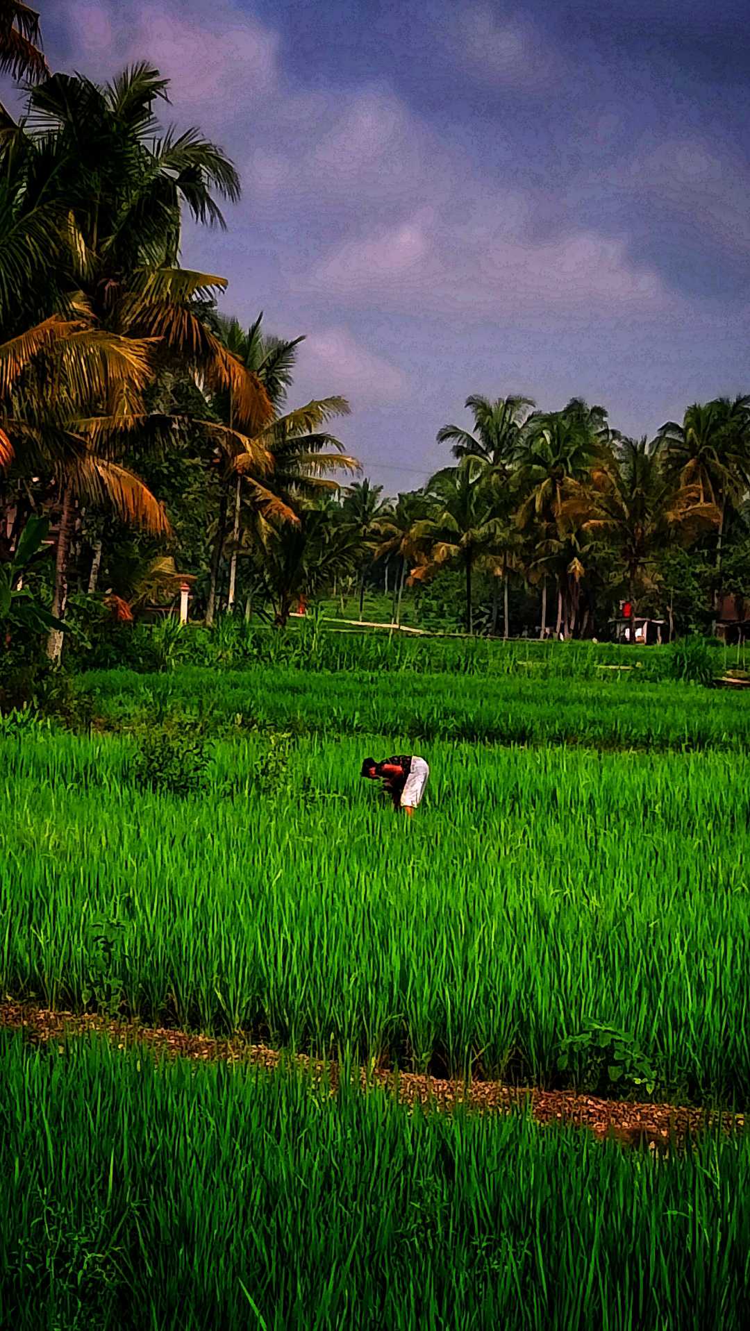 Di sawah 