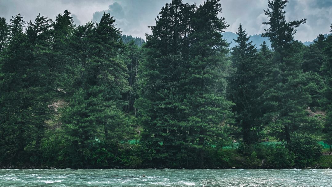 And into the forest I go,to lose mu mind and find my soul." 