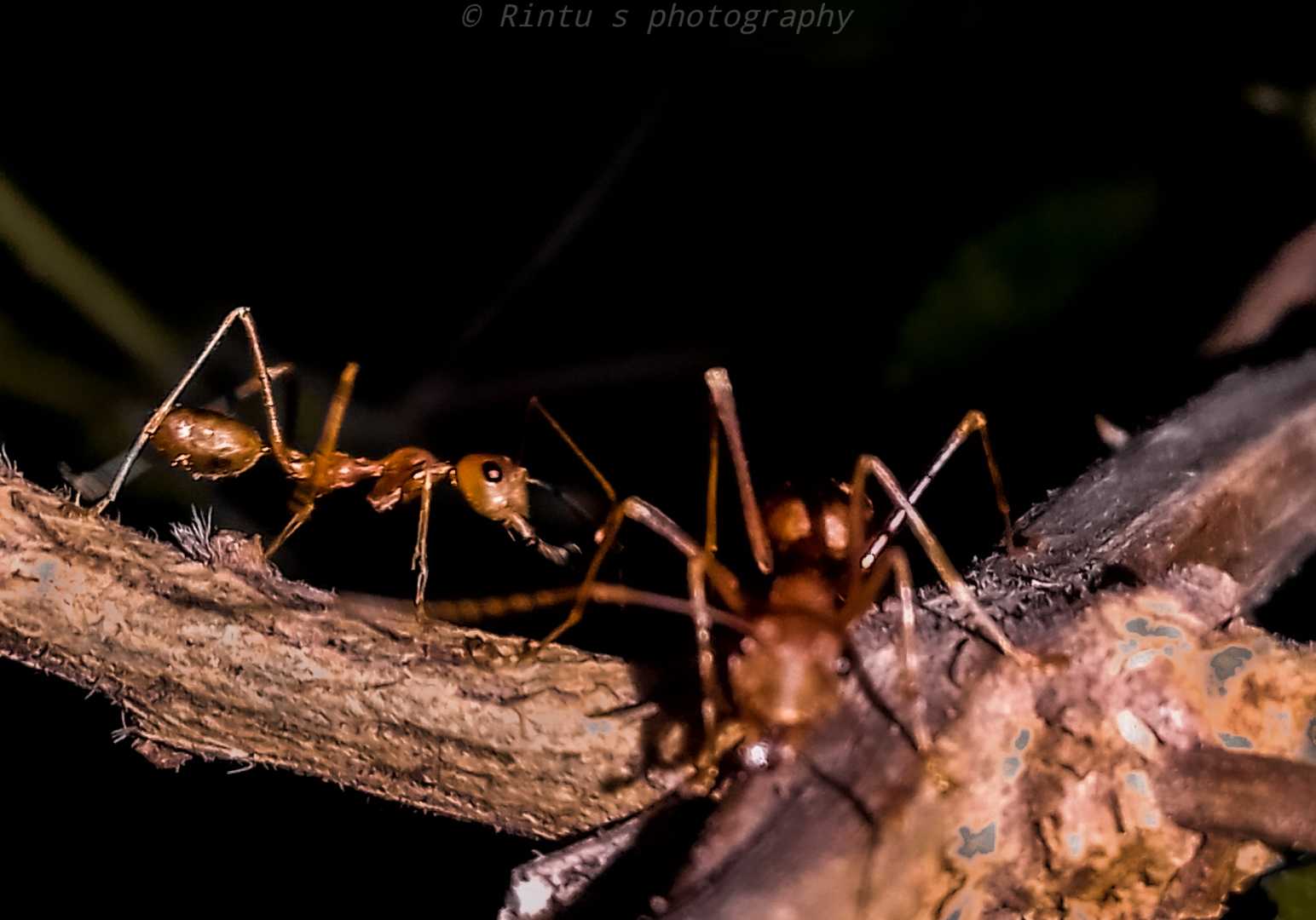 weaver ant and his dark world 