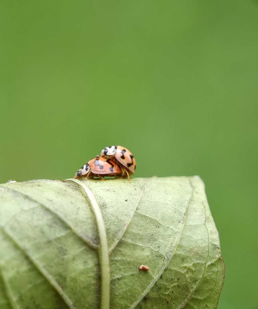 Mating of Ladybugs