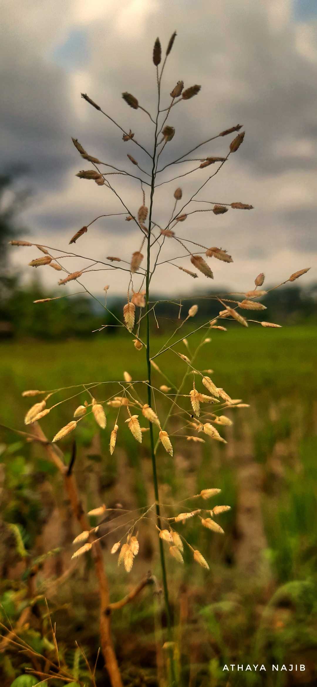 Rumput Liar