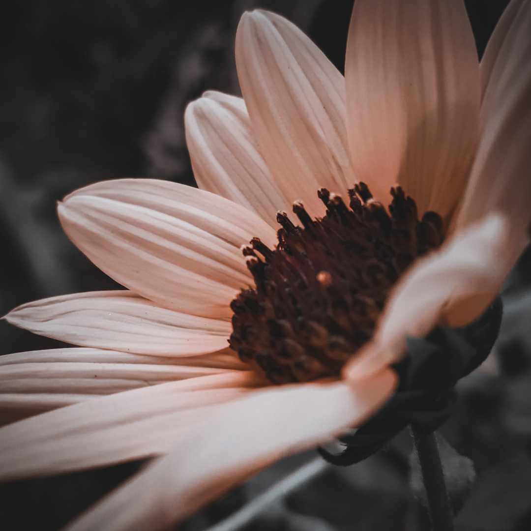"Pink Sunflower"