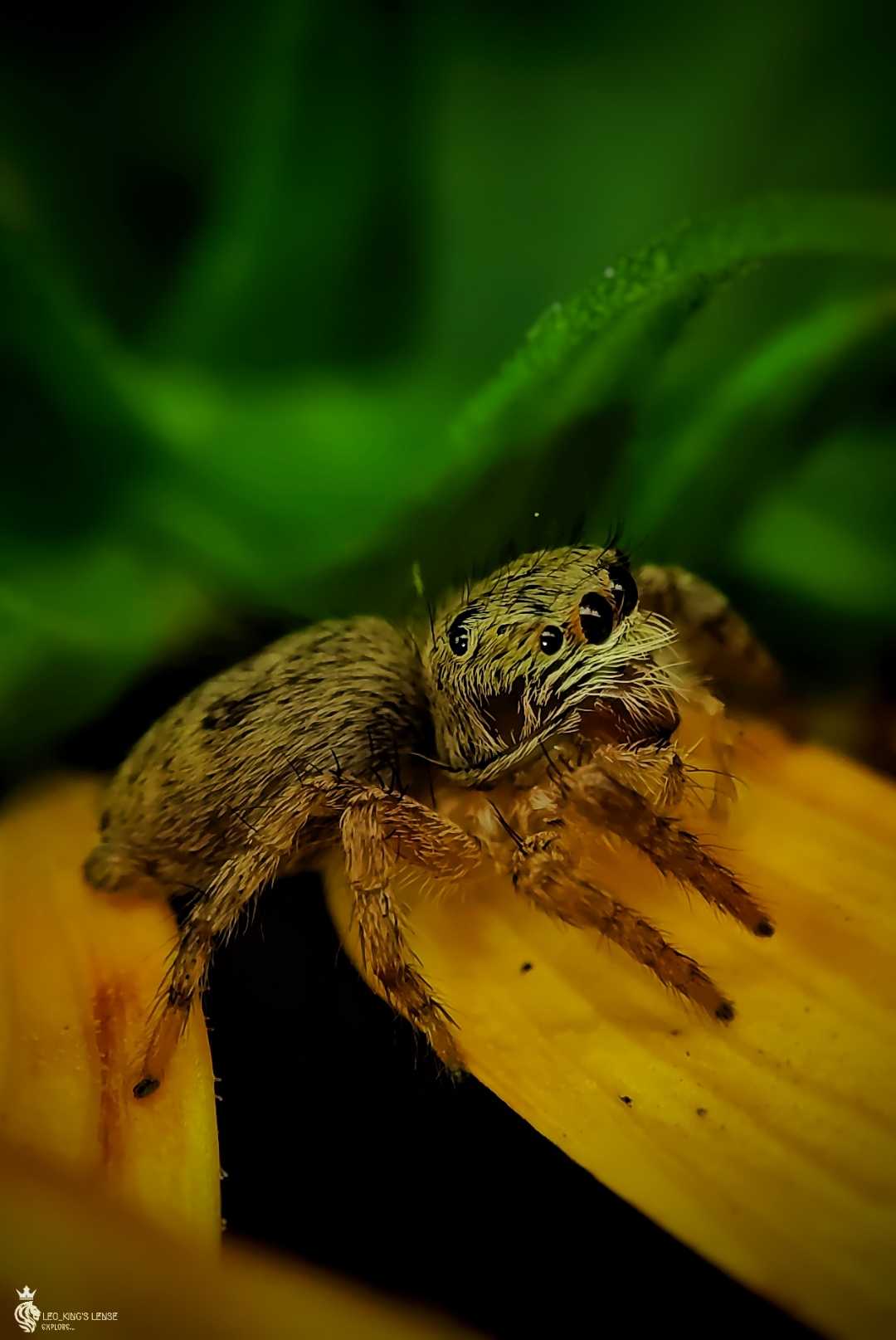 Salticidae (jumping spiders)