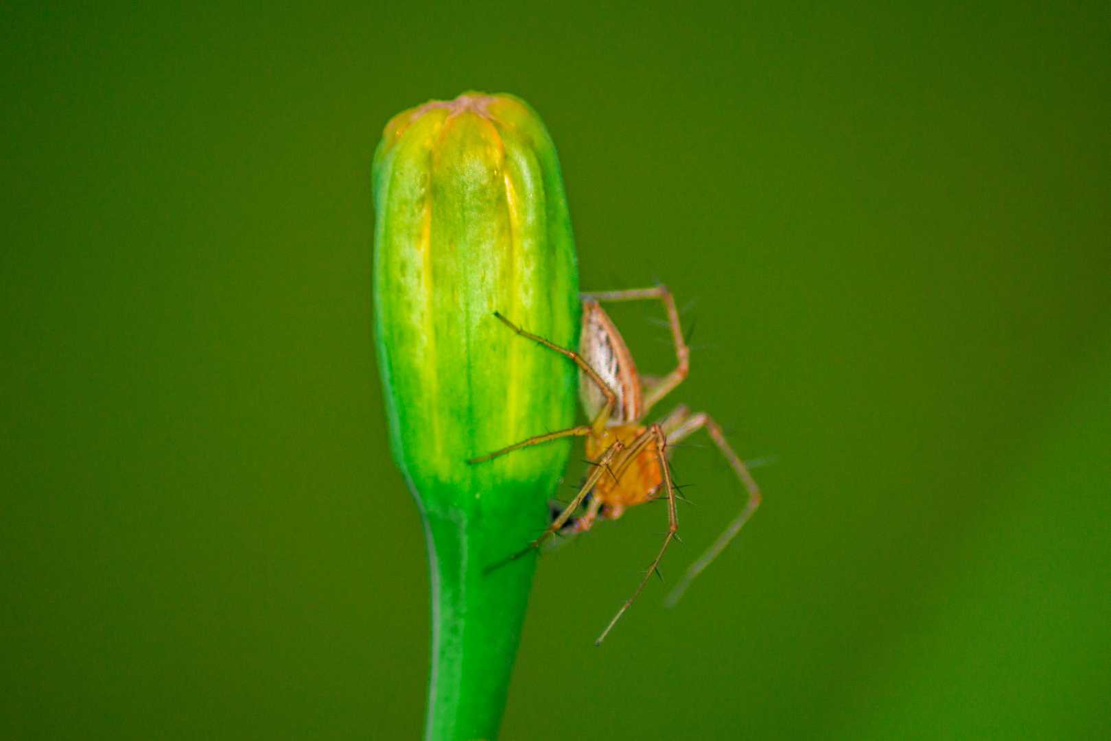 Spider🕷