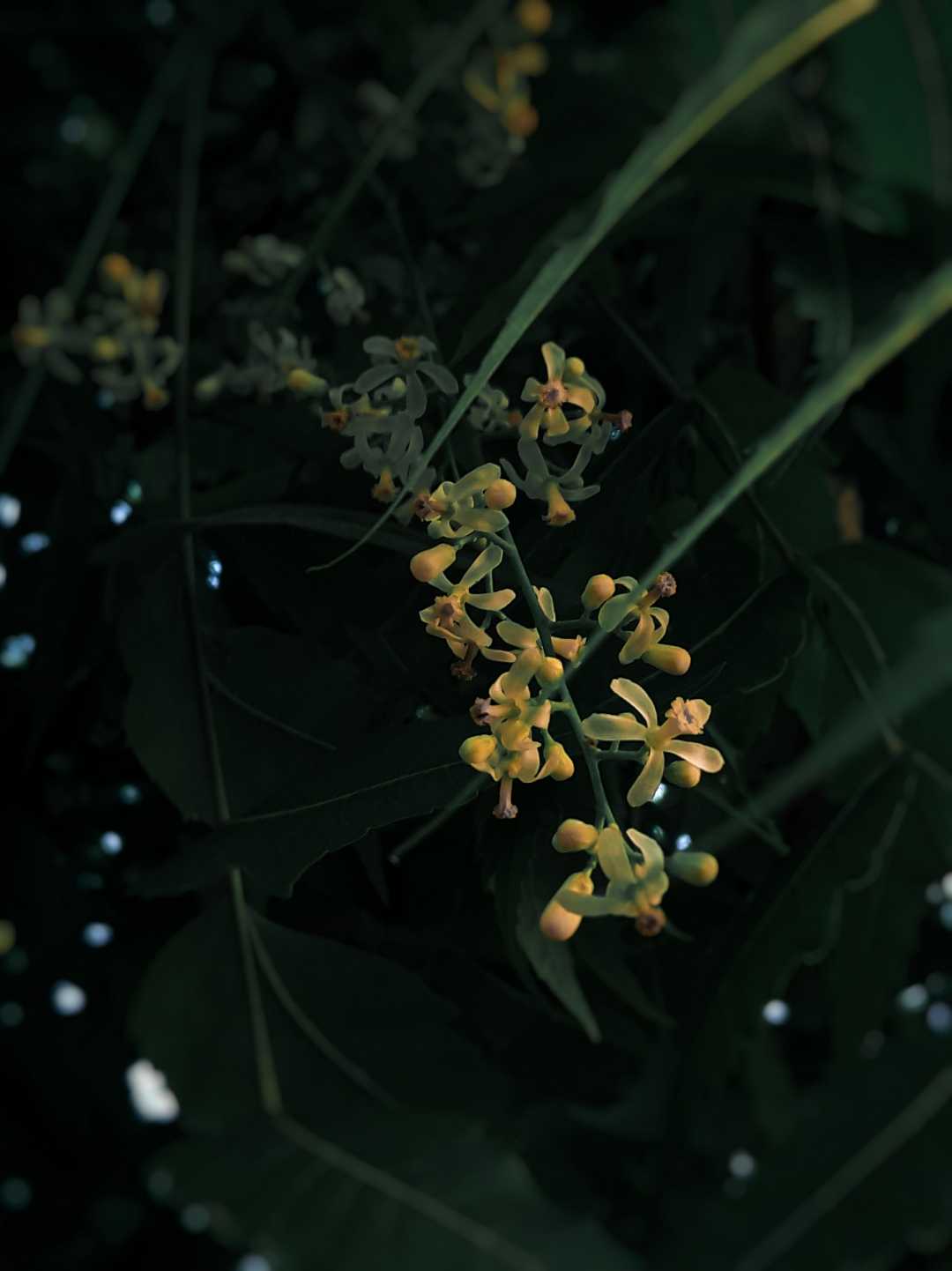 Azadirachta indica

Flowers 