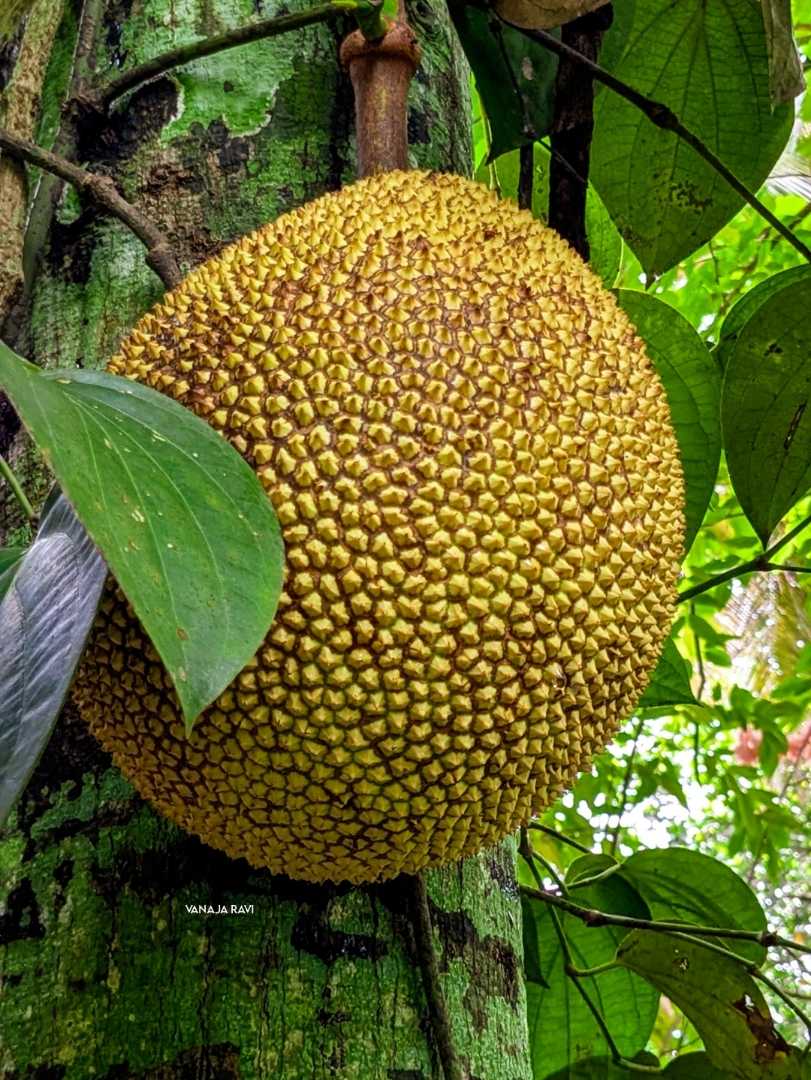Jackfruit