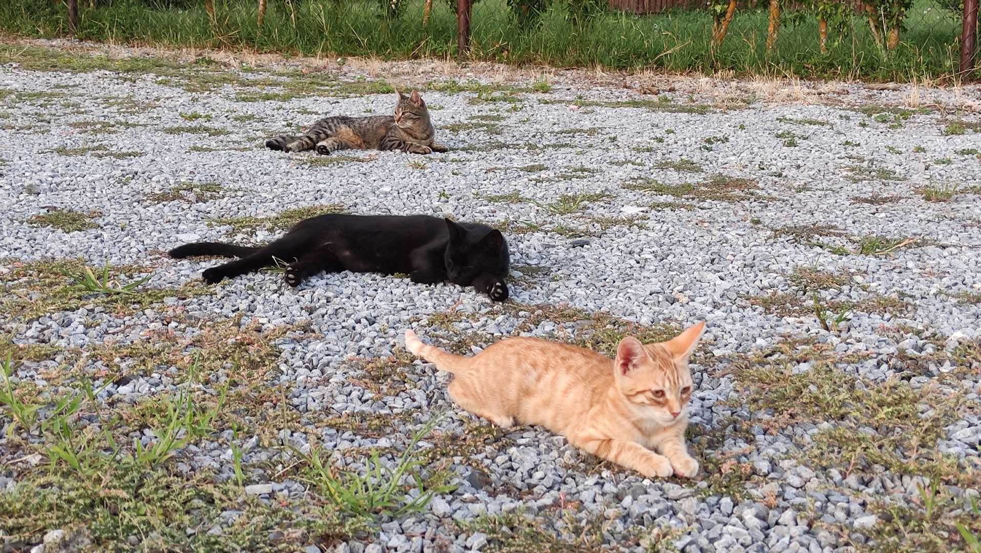The Herd