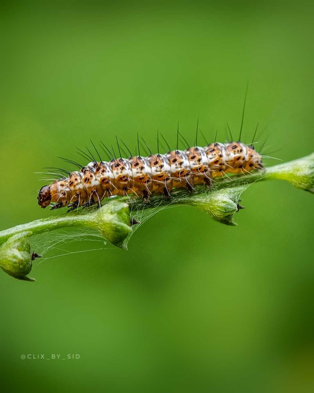 The Catterpillar effect😝