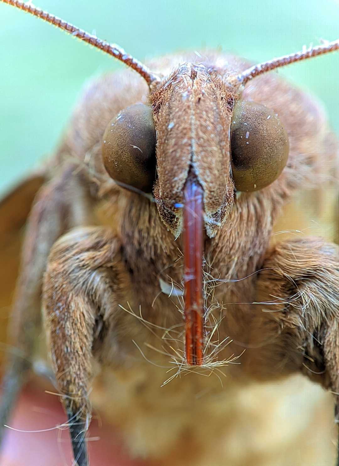 Lasiocampidae