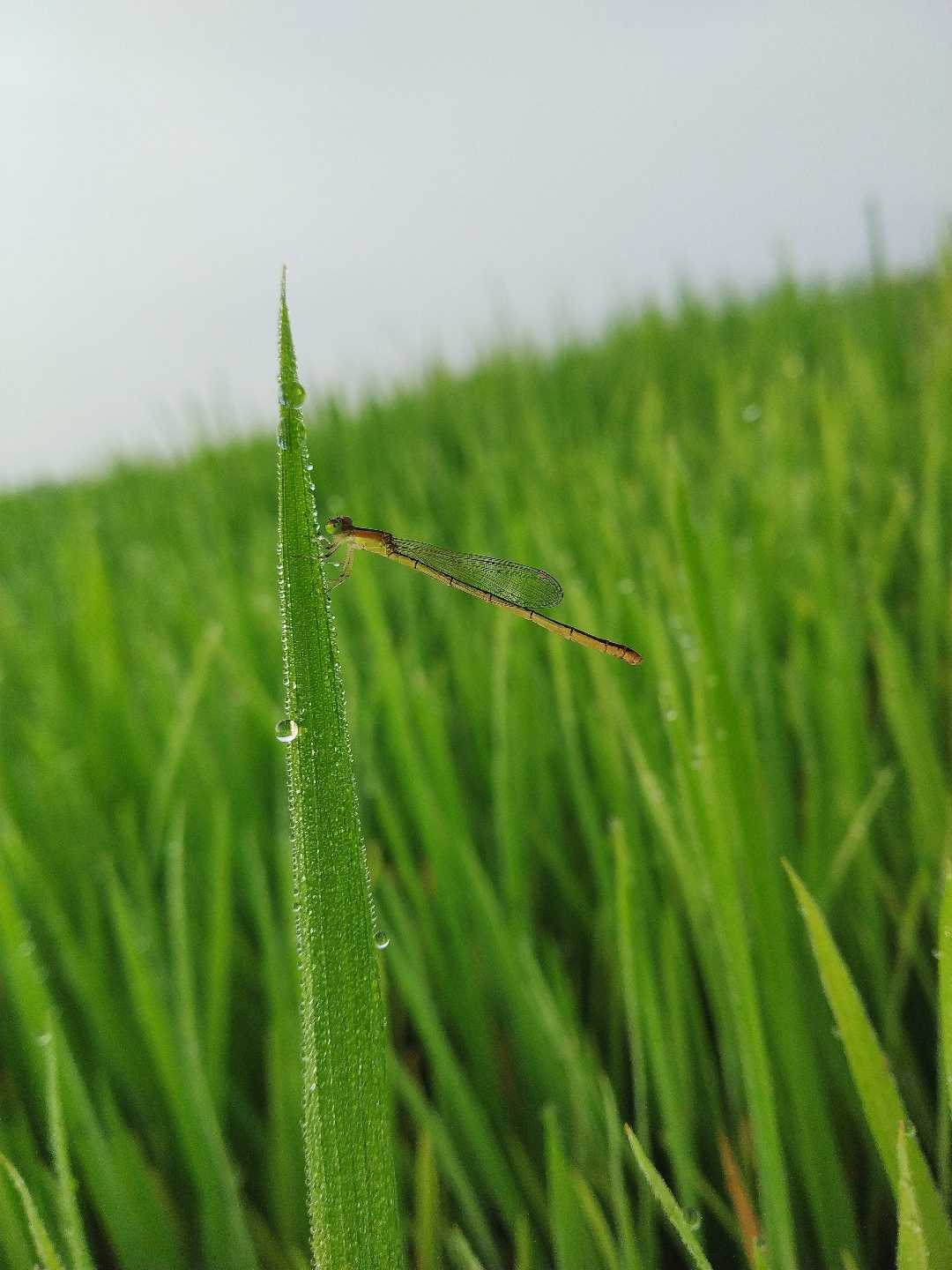 mobile macrophotography