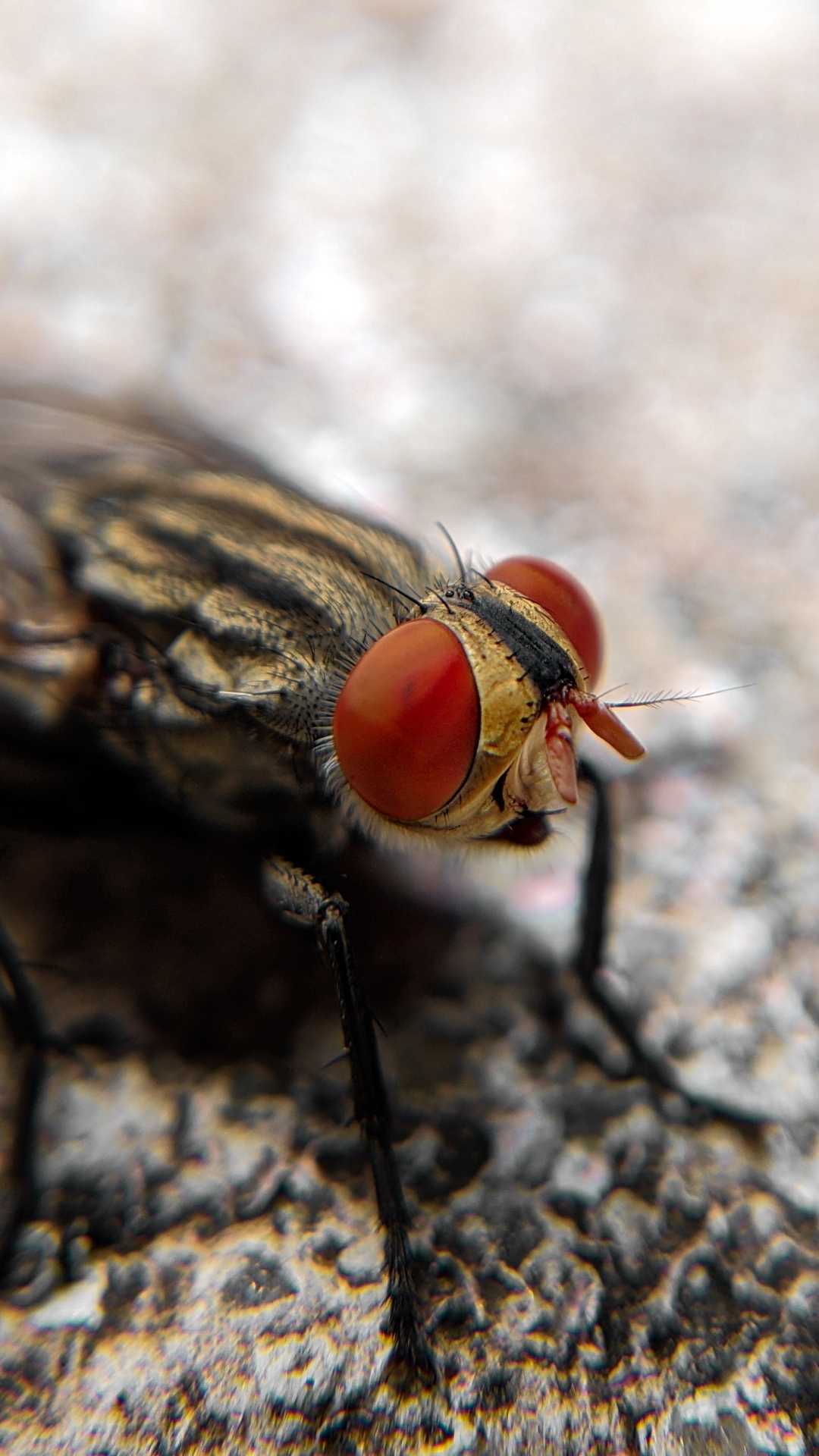 Common Housefly 
