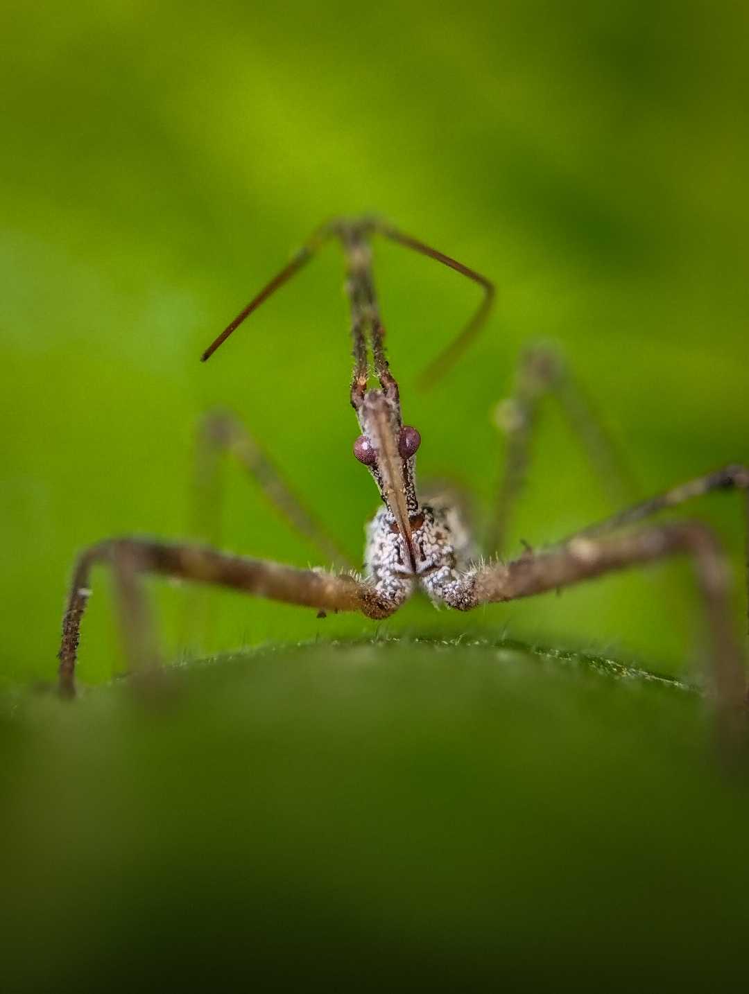 Guess the name of this spider