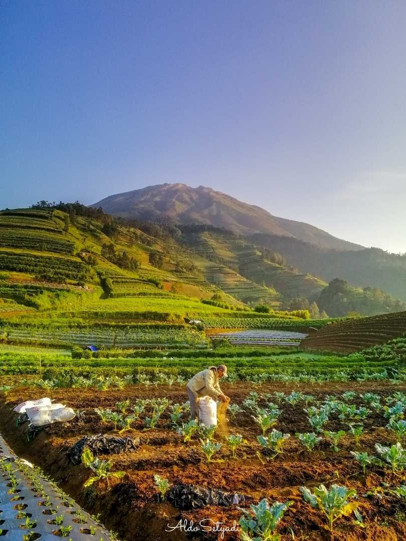 Kegiatan Para Petani