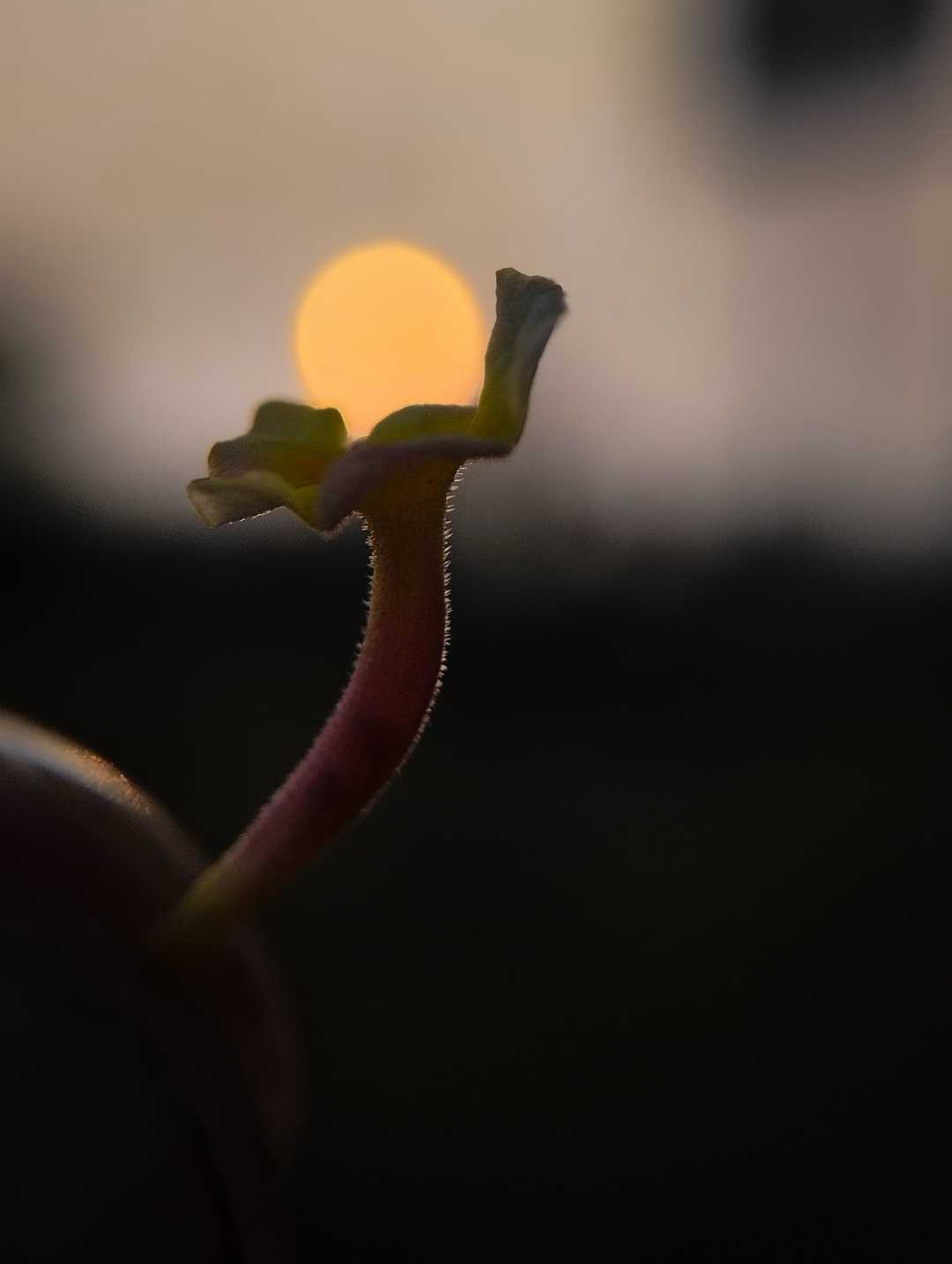 Sunsets are the proof that ending can be beautiful too. 
