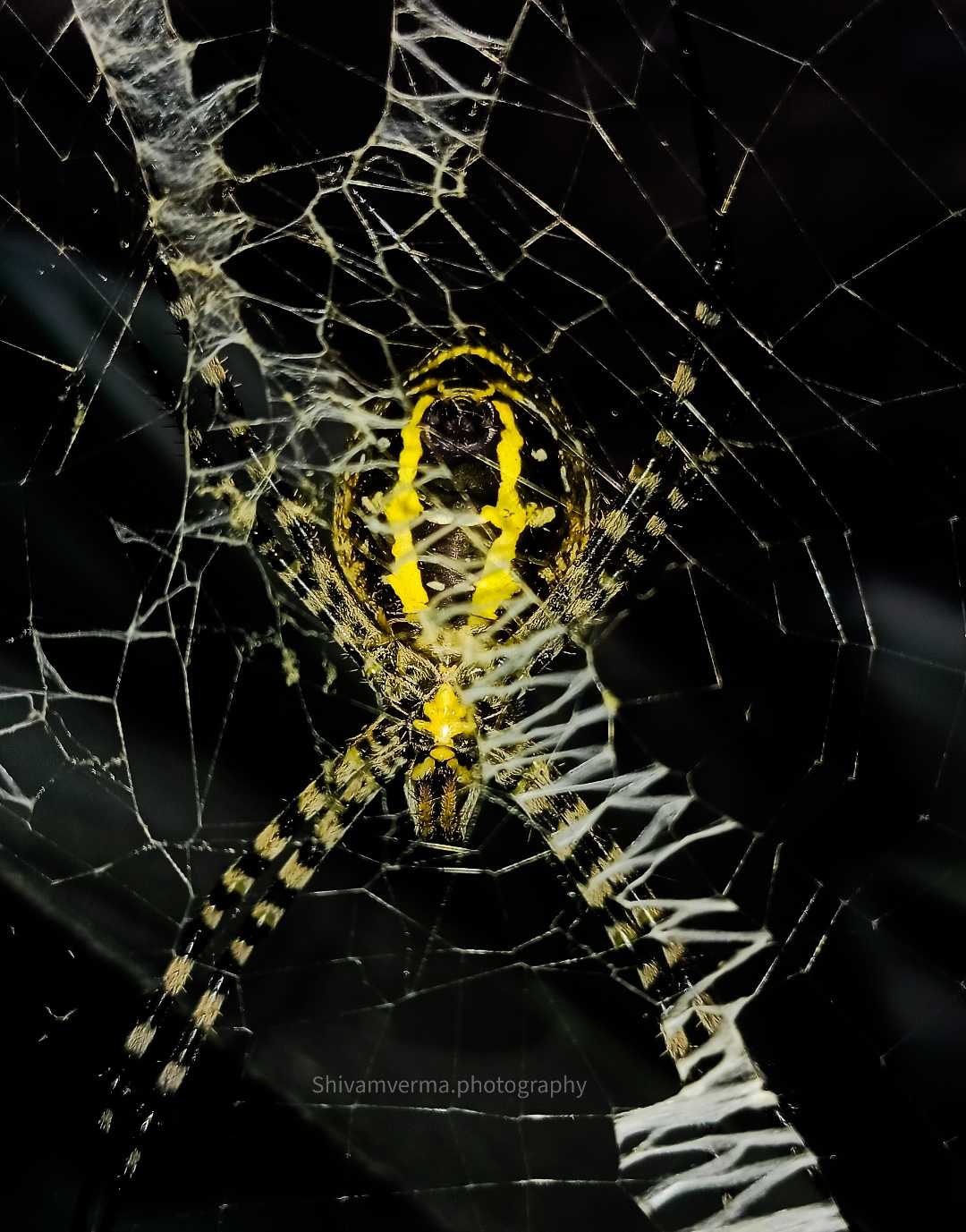 Signature Spider 😃