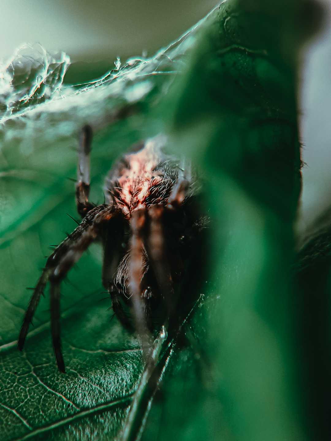 macro photography 