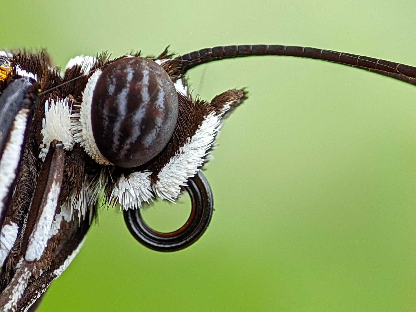 macro
