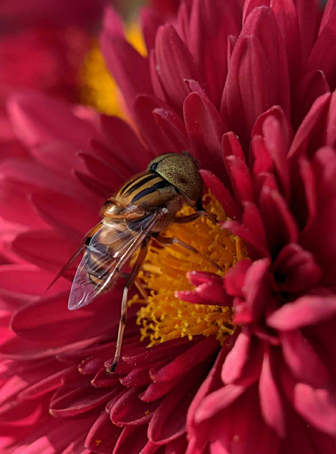POLLINATORS 