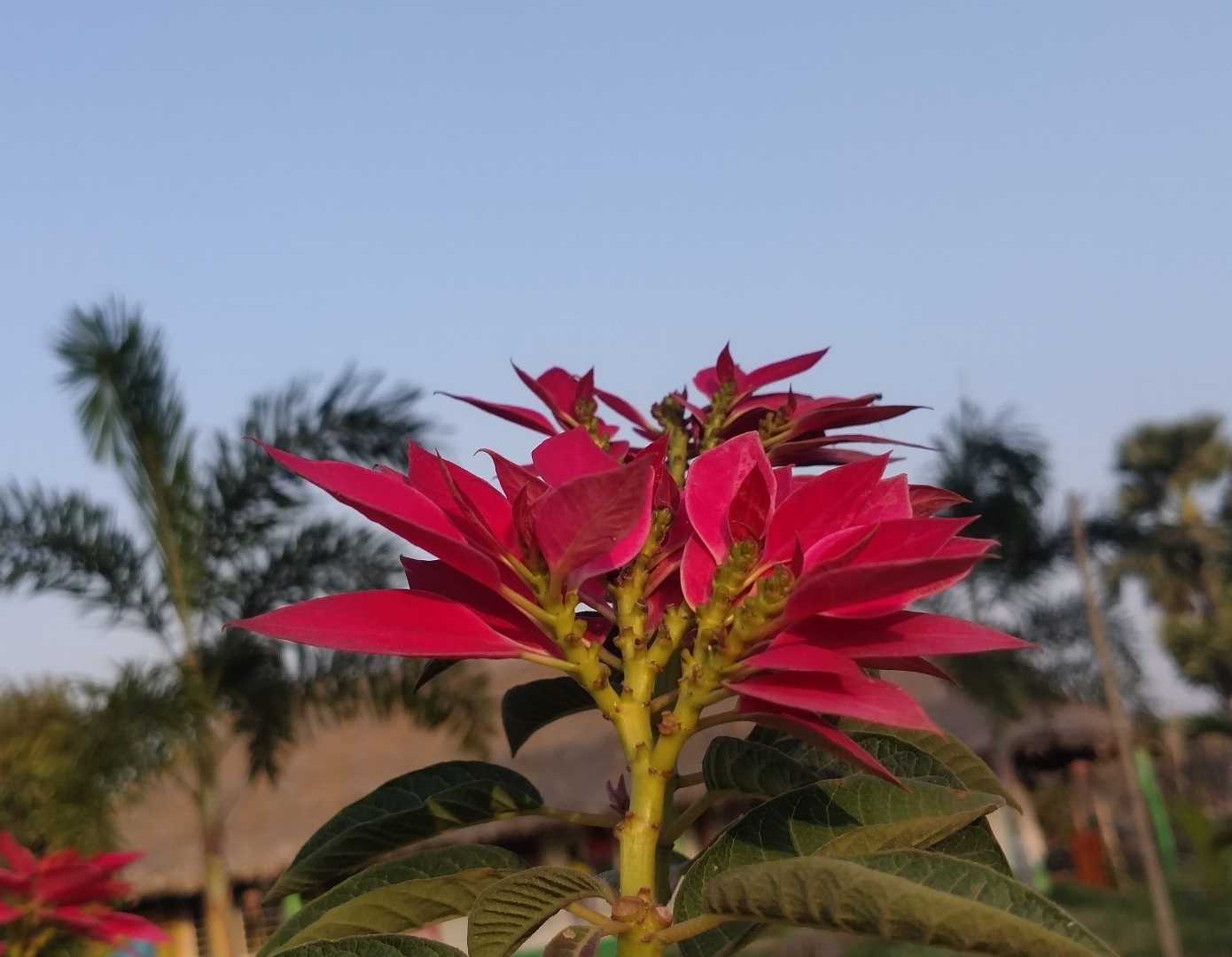 sun kissed