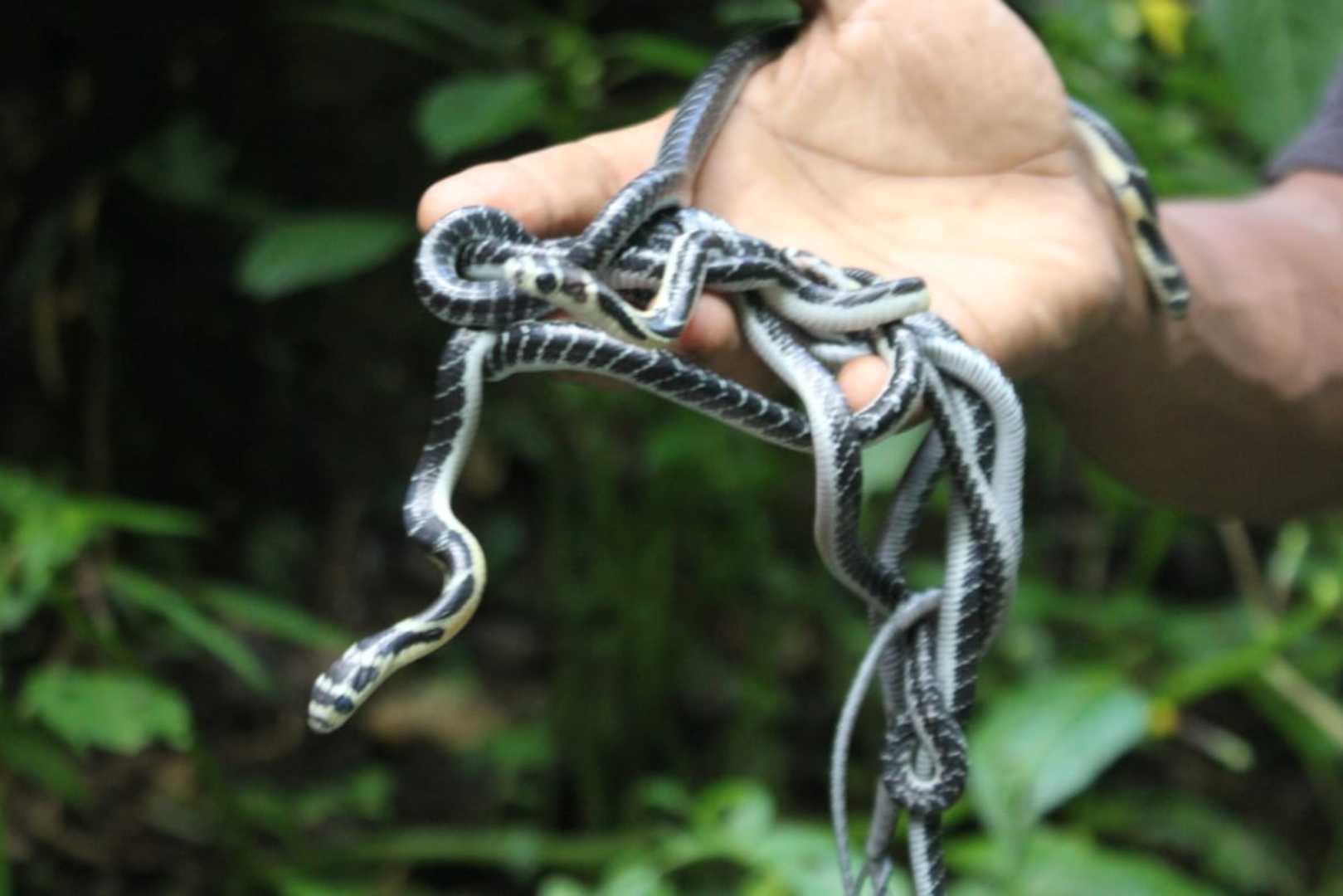 cobra babies