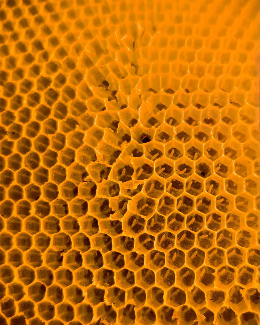 Real Honeycomb 