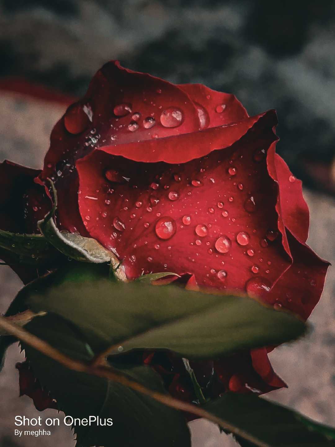 rose