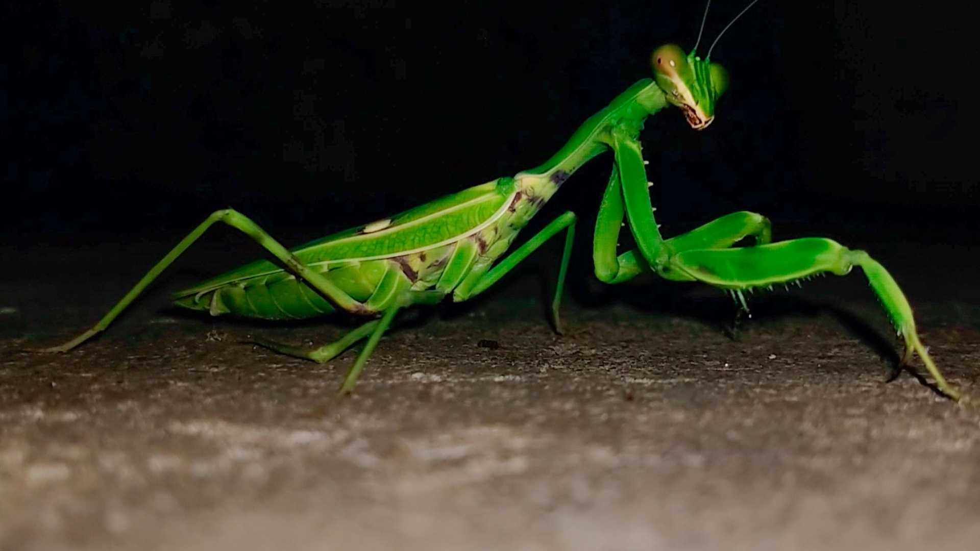 Insects