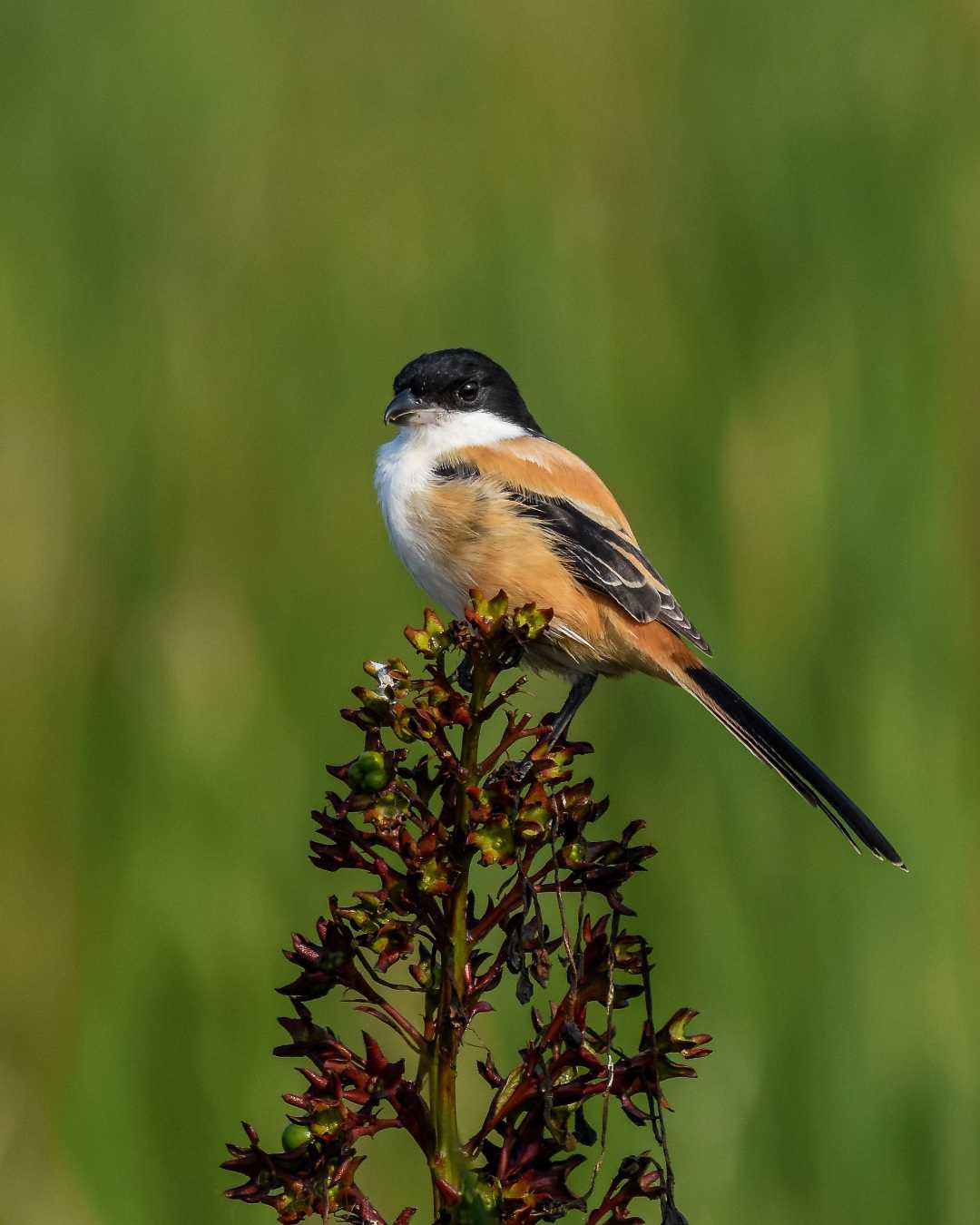 Long-tailed shrike. 