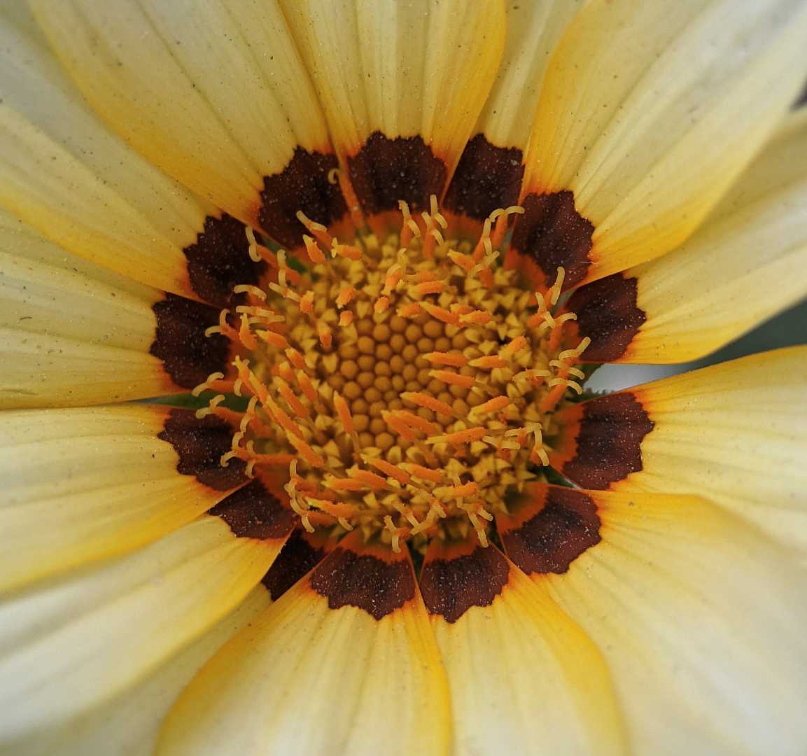 Gazania linearis 