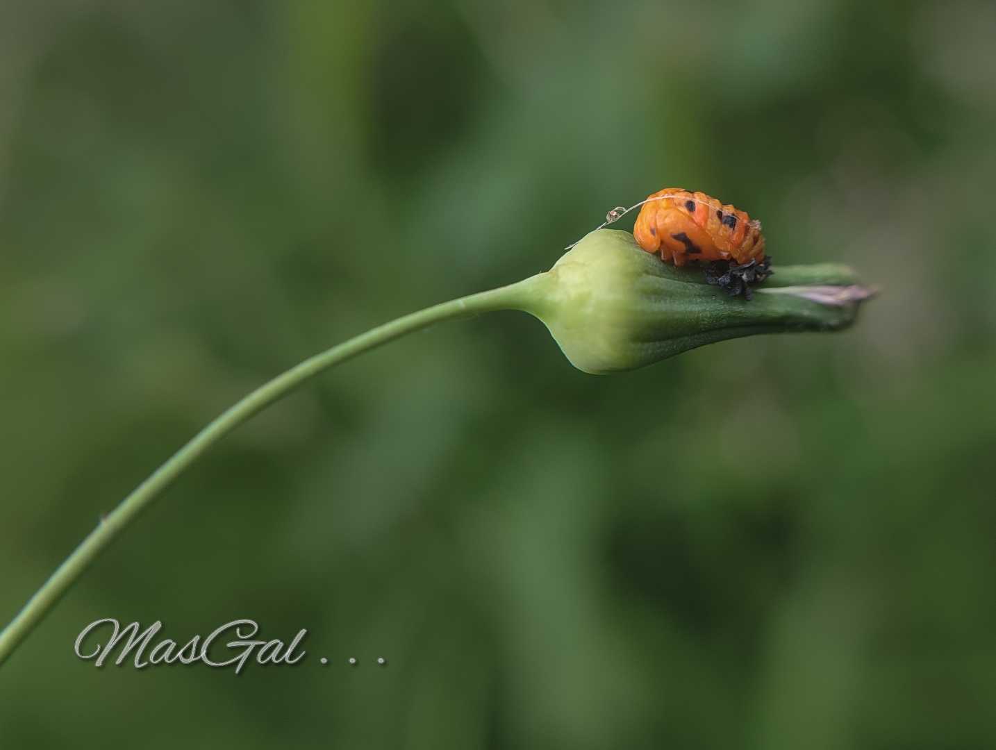 Pupa